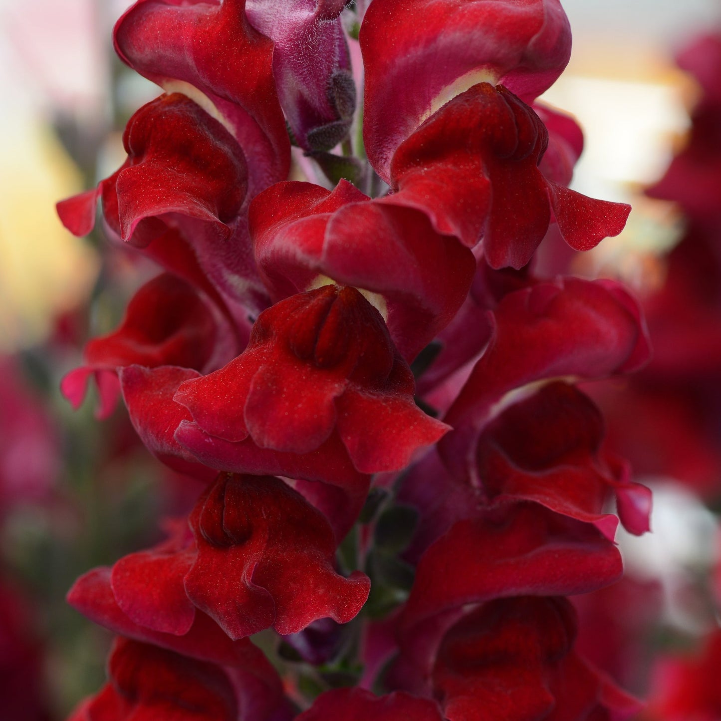 Snapdragons Rocket Series