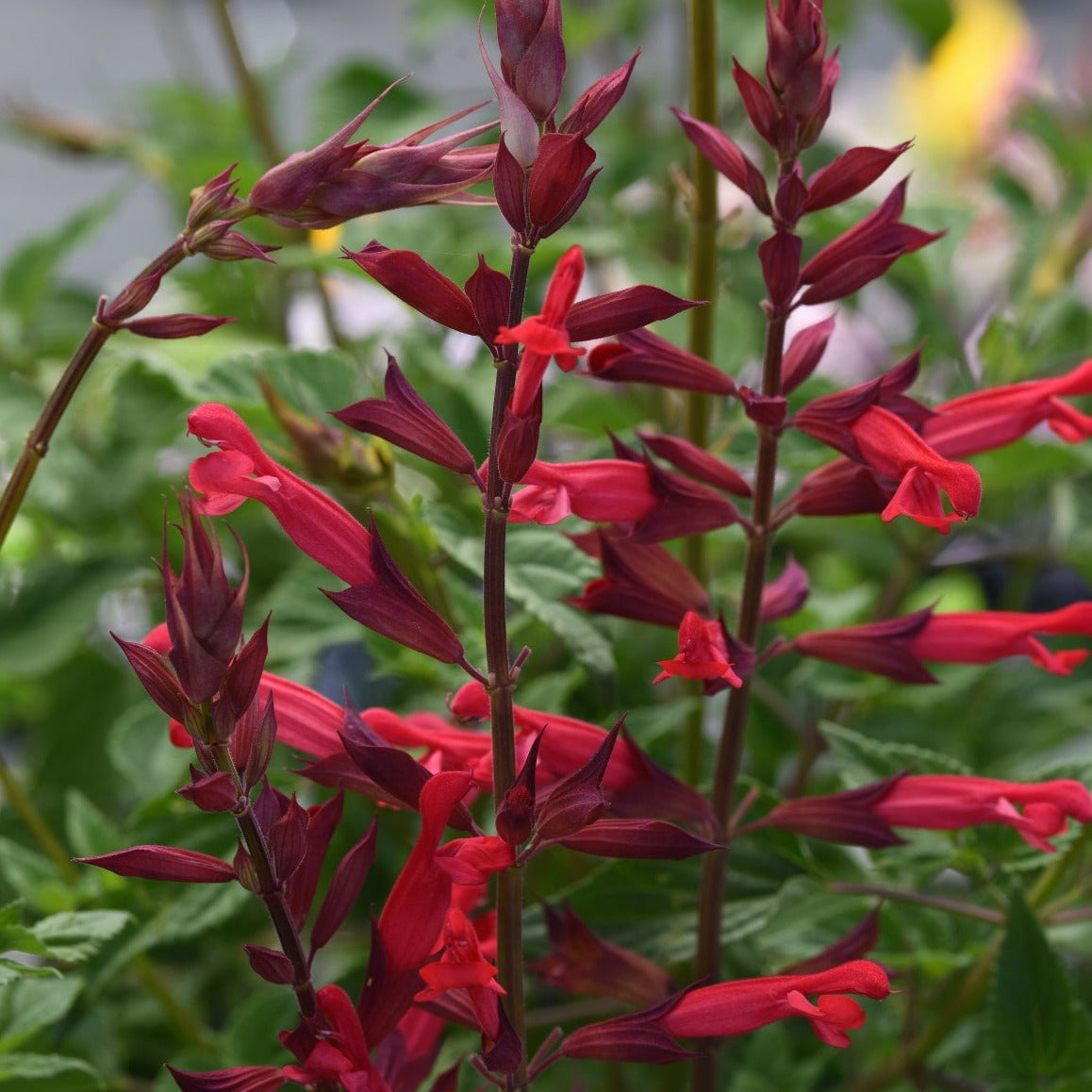 Salvia