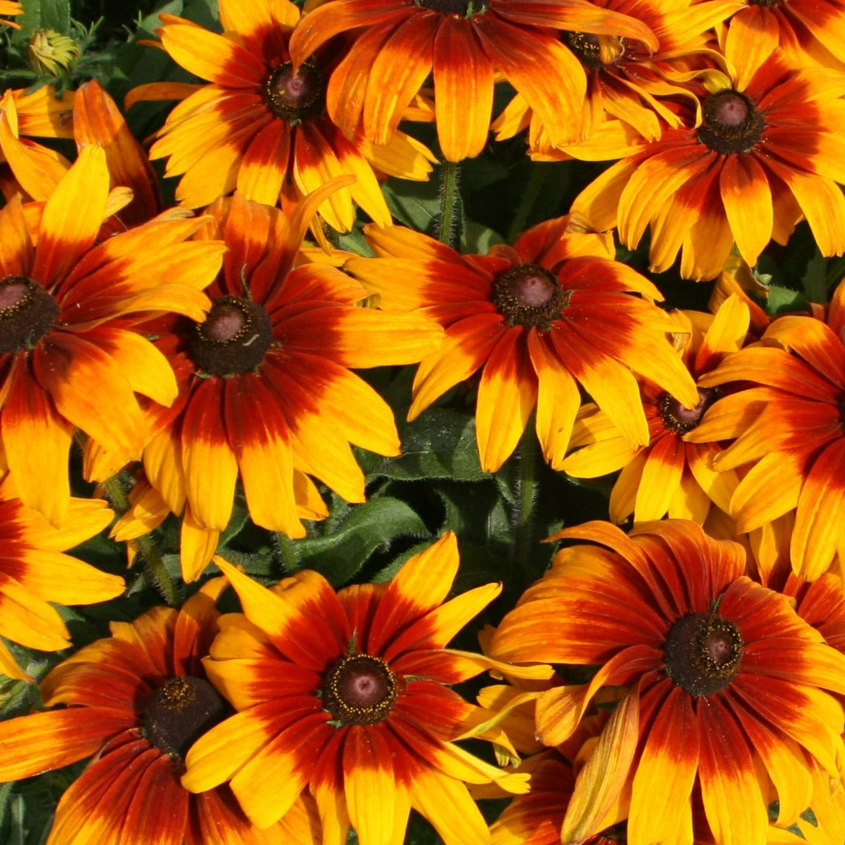 Rudbeckia