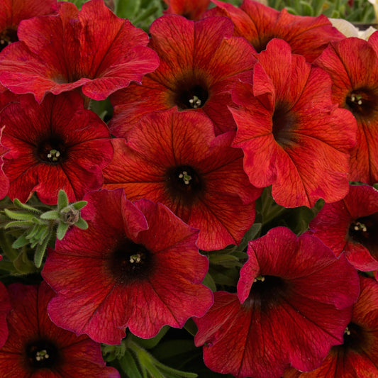 Petunia SuperCal Series