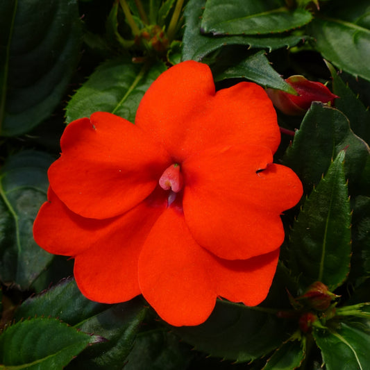 Sunpatiens Compact Series