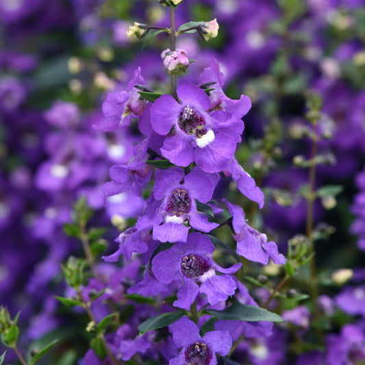 Angelonia Serena Series