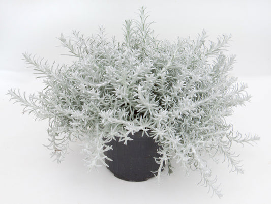 Helichrysum