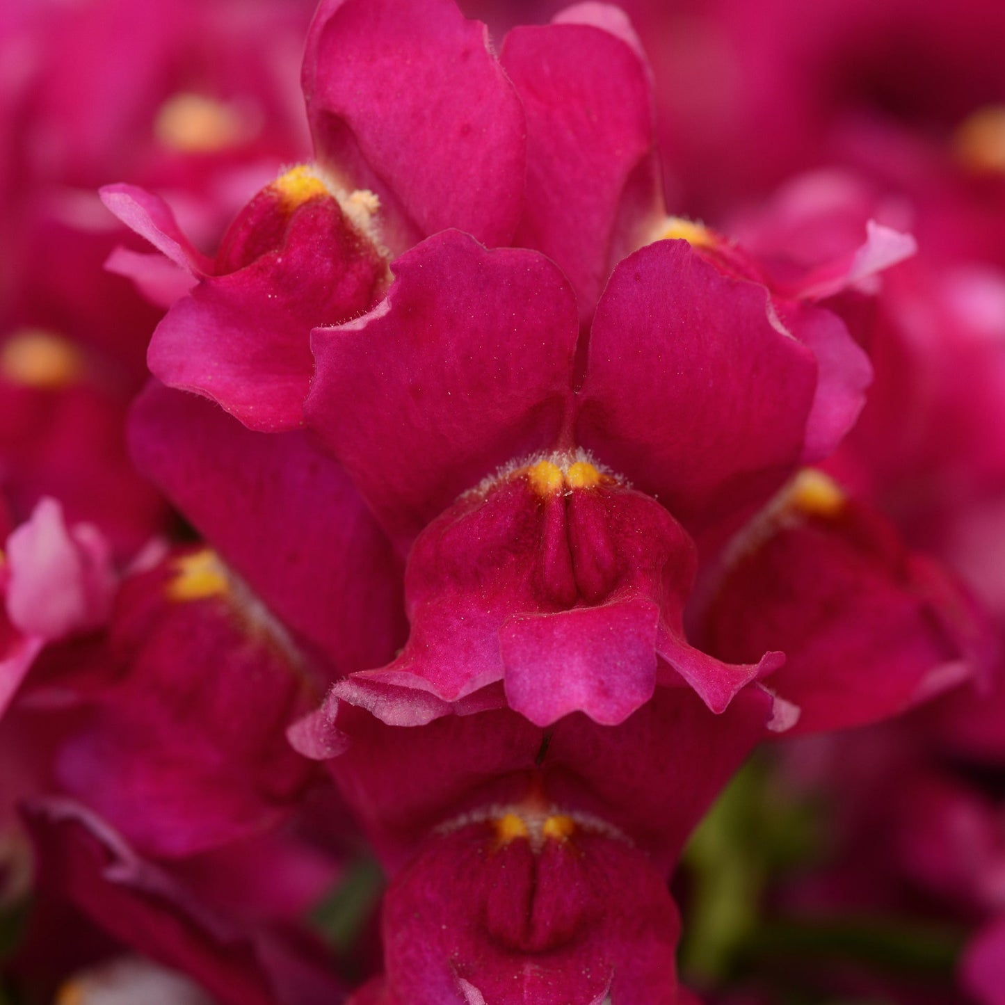 Snapdragons Snapshot Series