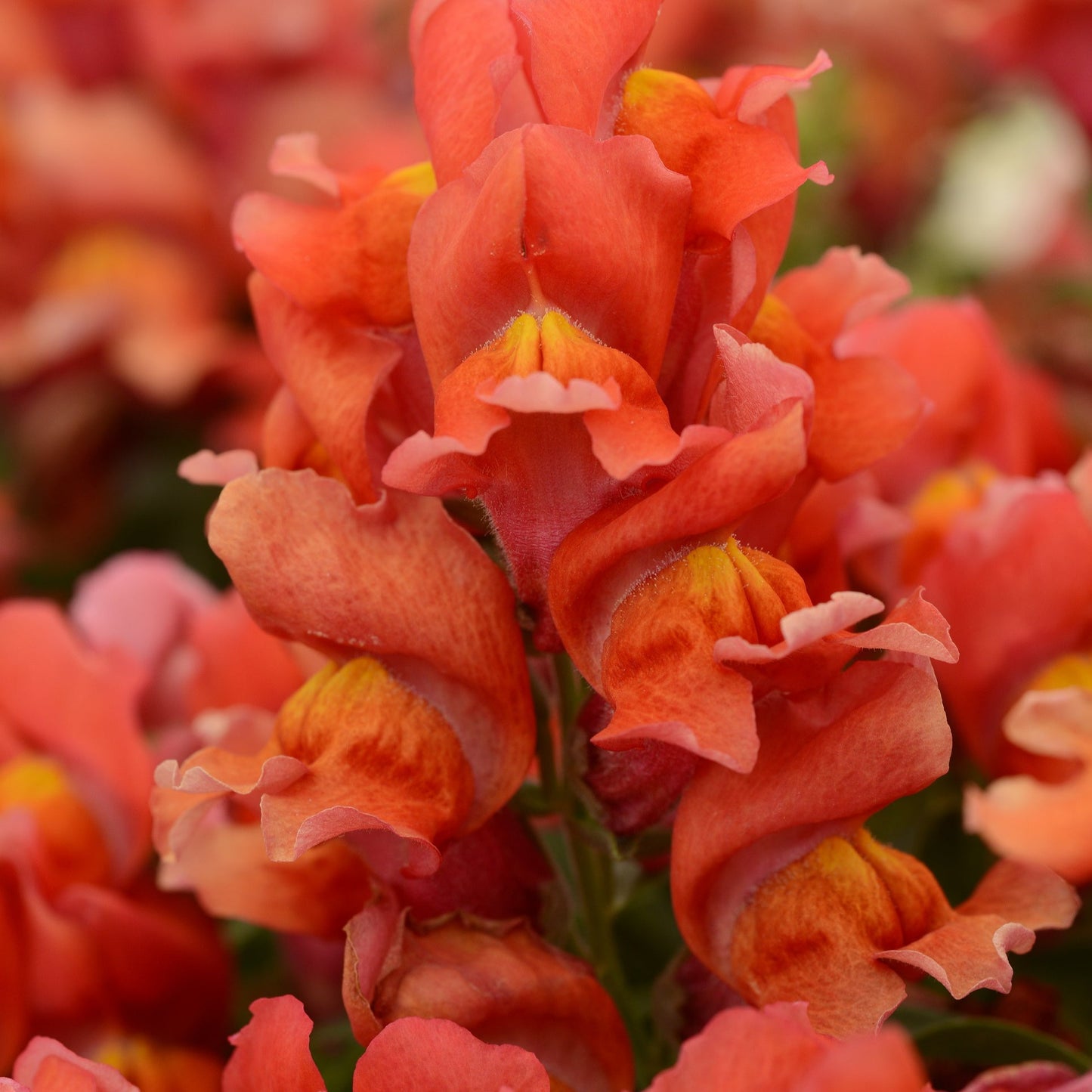 Snapdragons Snapshot Series