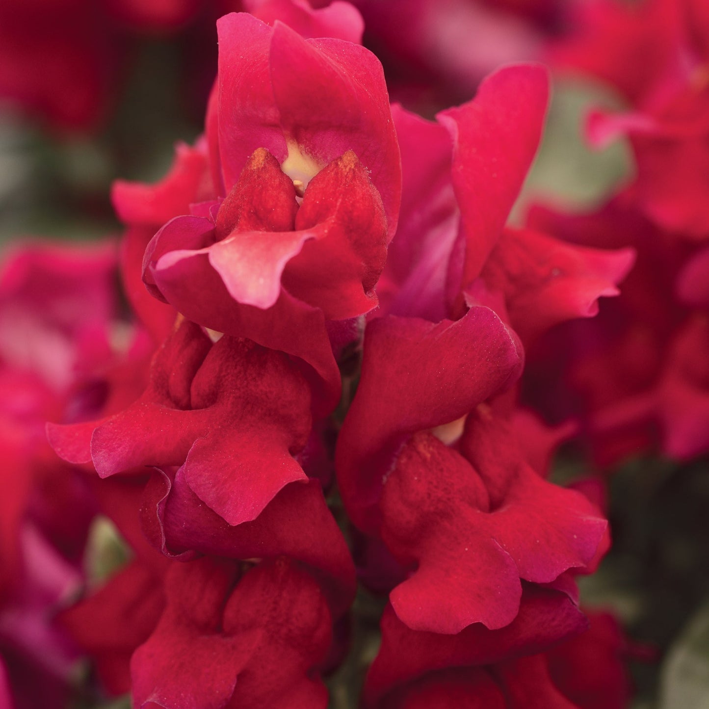 Snapdragons Snapshot Series