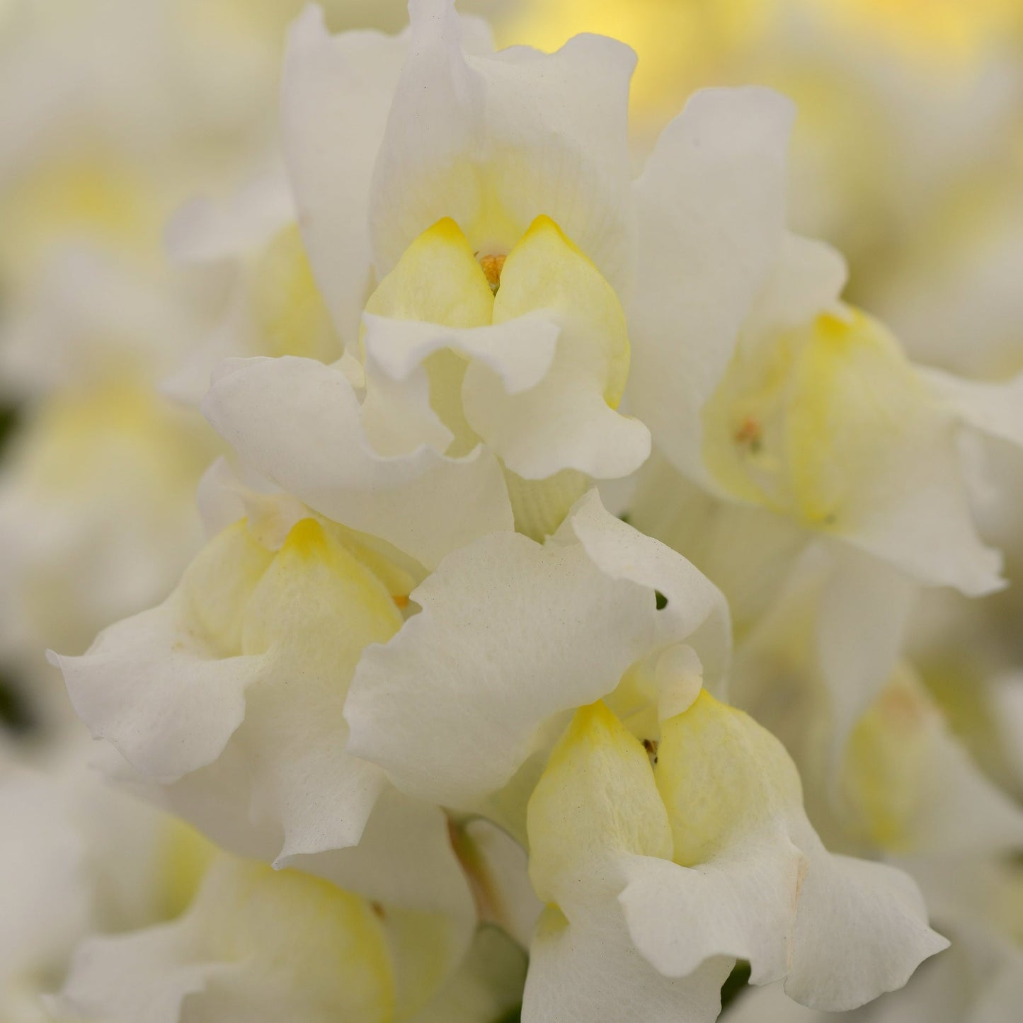 Snapdragons Snapshot Series
