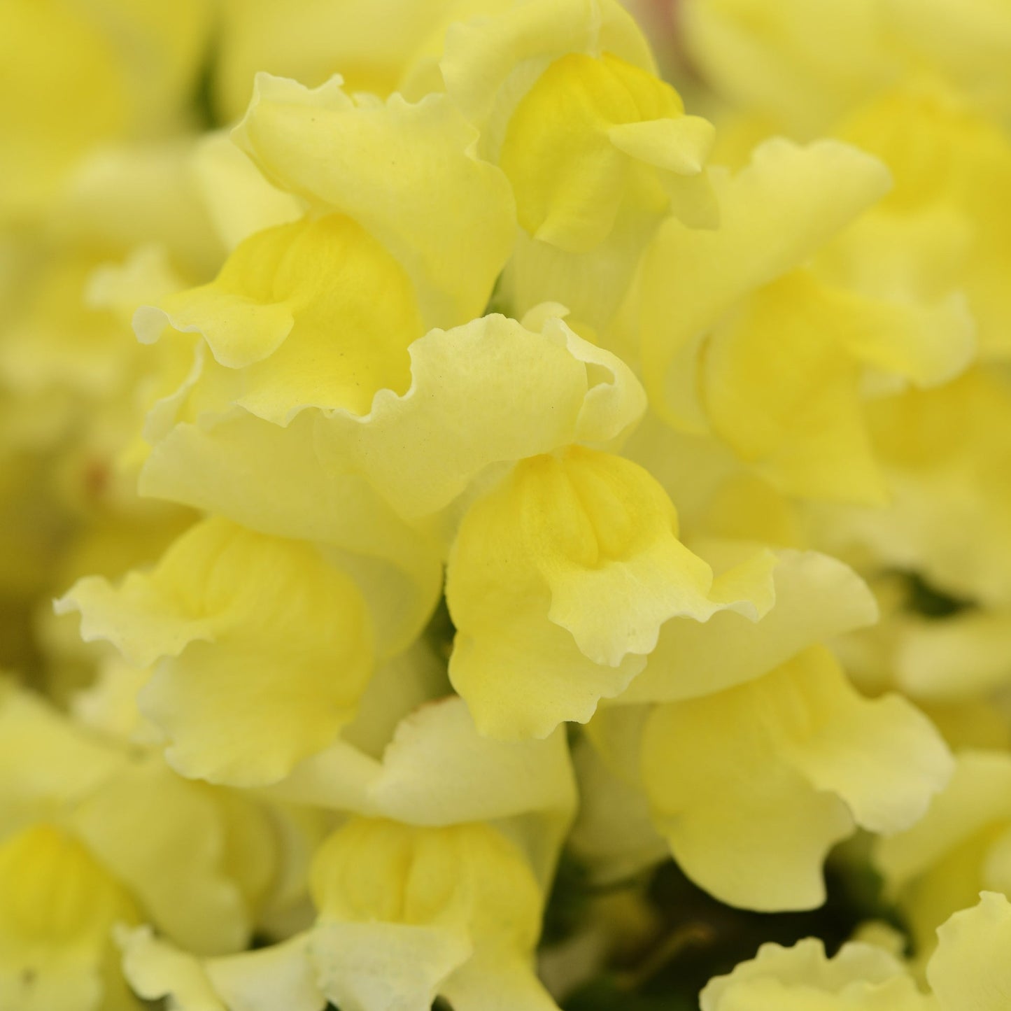 Snapdragons Snapshot Series