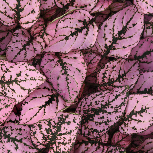 Hypoestes Splash Select