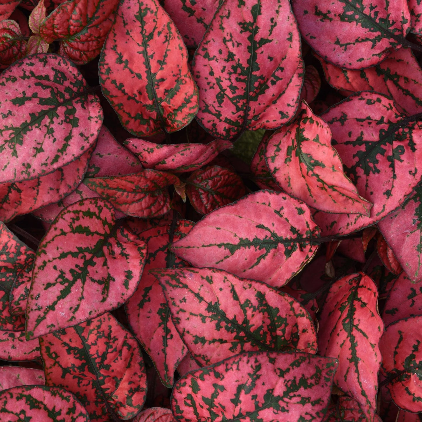 Hypoestes Splash Select