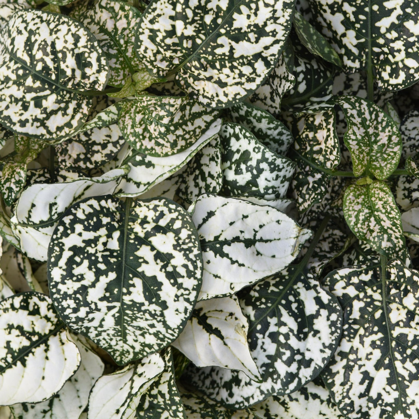 Hypoestes Splash Select