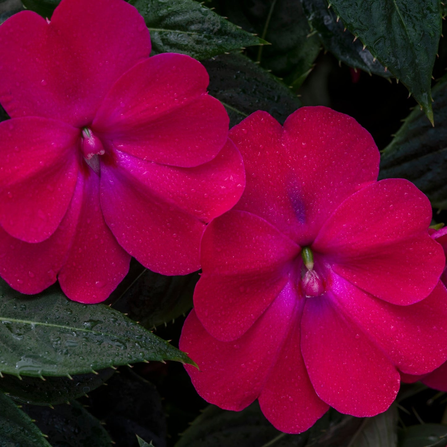 Sunpatiens Compact Series
