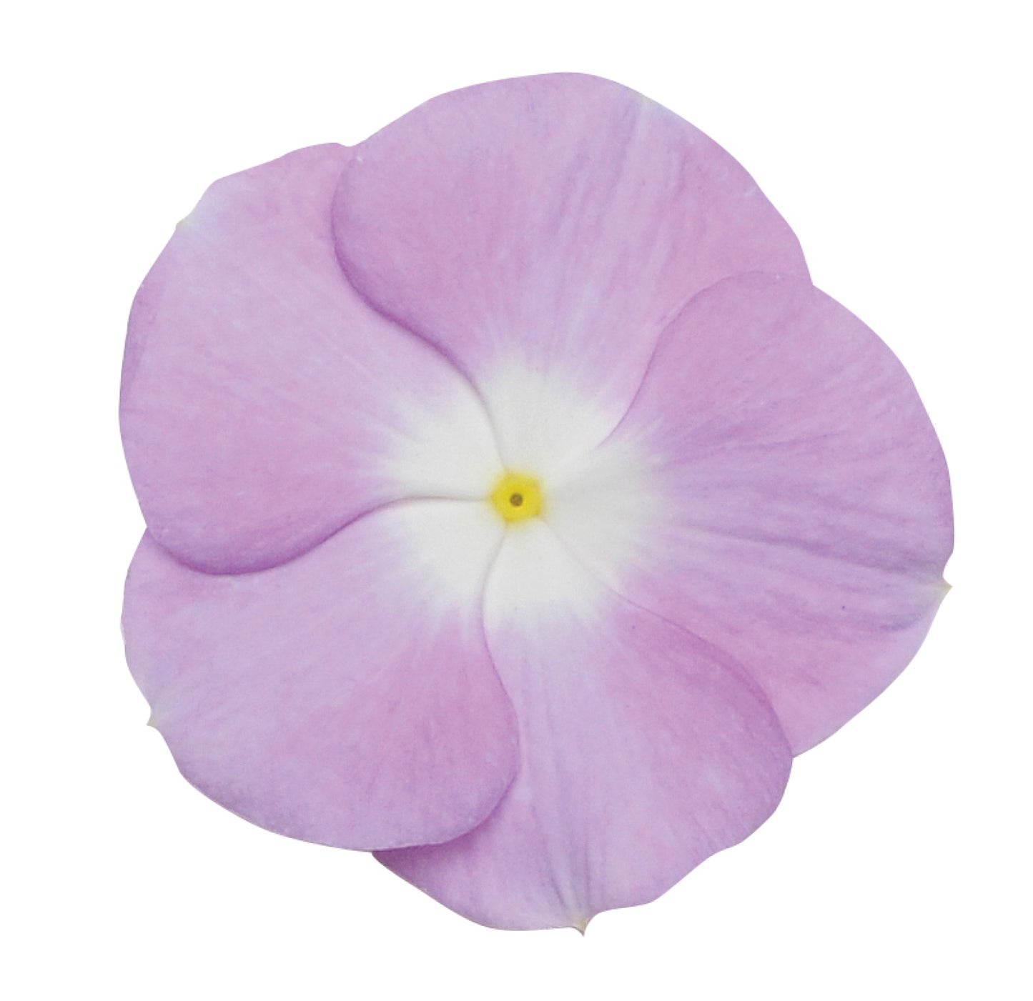 Vinca Titan Series