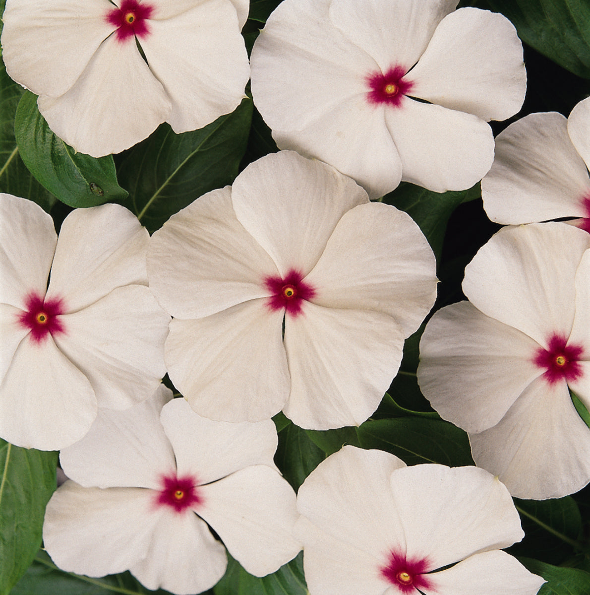 Vinca Titan Series