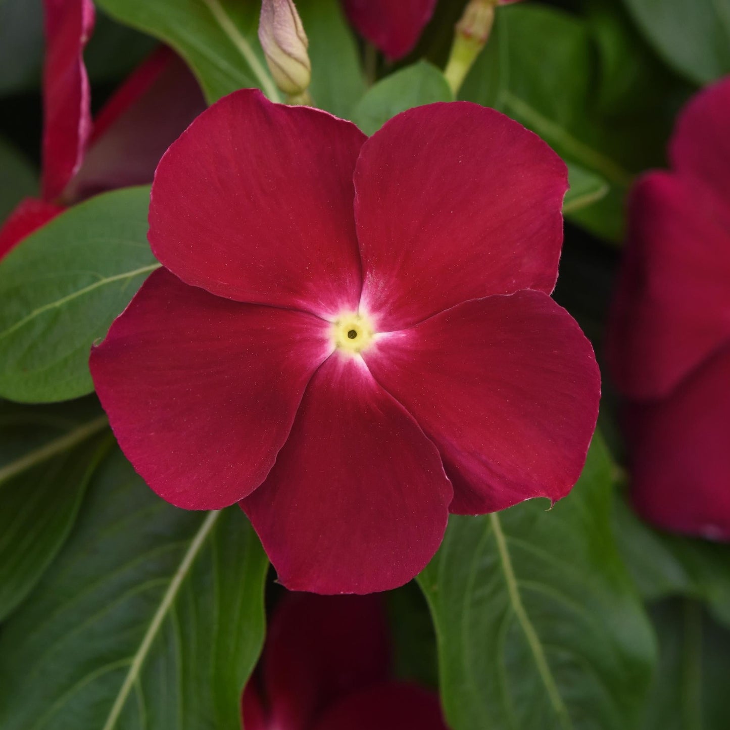 Vinca Titan Series