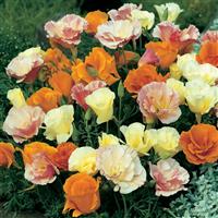 Eschscholzia Twister