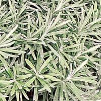 Helichrysum