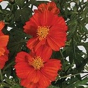 Cosmos Cosmic Series