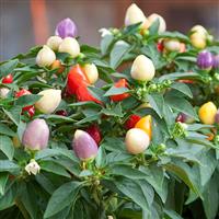 Ornamental Peppers