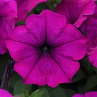 Petunia Easy Wave Series