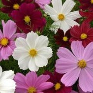 Cosmos Sonata Series