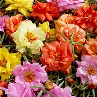 Portulaca Sundial Series