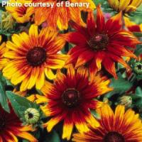 Rudbeckia