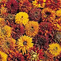 Rudbeckia