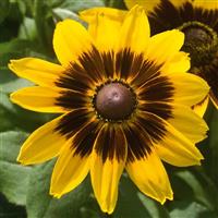 Rudbeckia