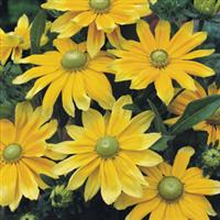 Rudbeckia