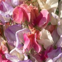 Sweet Pea