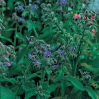 Borage