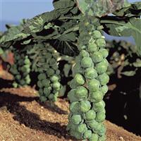 Brussel Sprouts Jade Cross