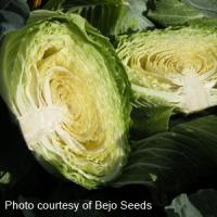 Cabbage