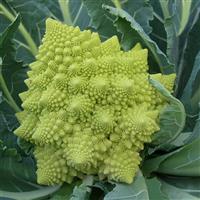 Cauliflower