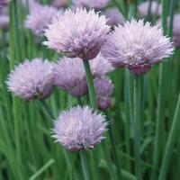 Chives