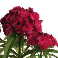 Dianthus Jolt Series