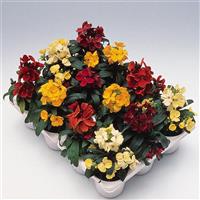 Erysimum Charity Mix