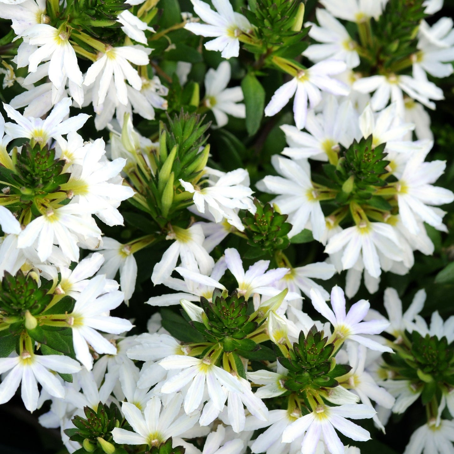 Scaevola