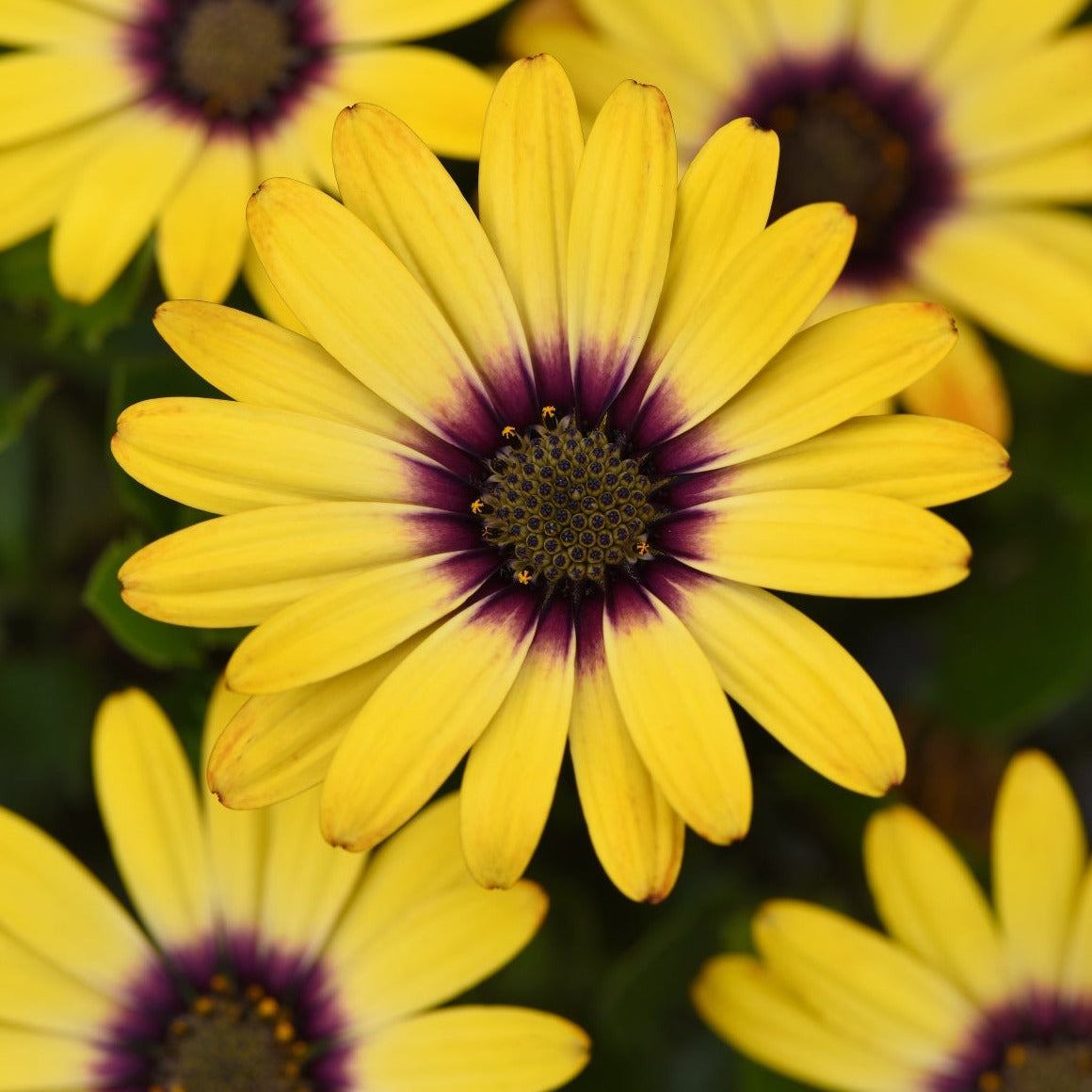 Osteospermum Zion Series