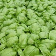 Basil