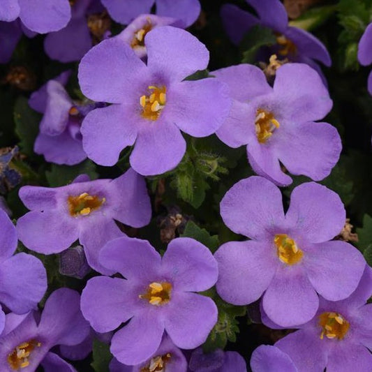 Bacopa Megacopa Series