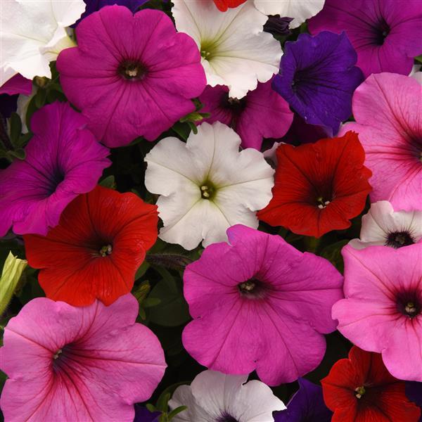 Petunia Easy Wave Series