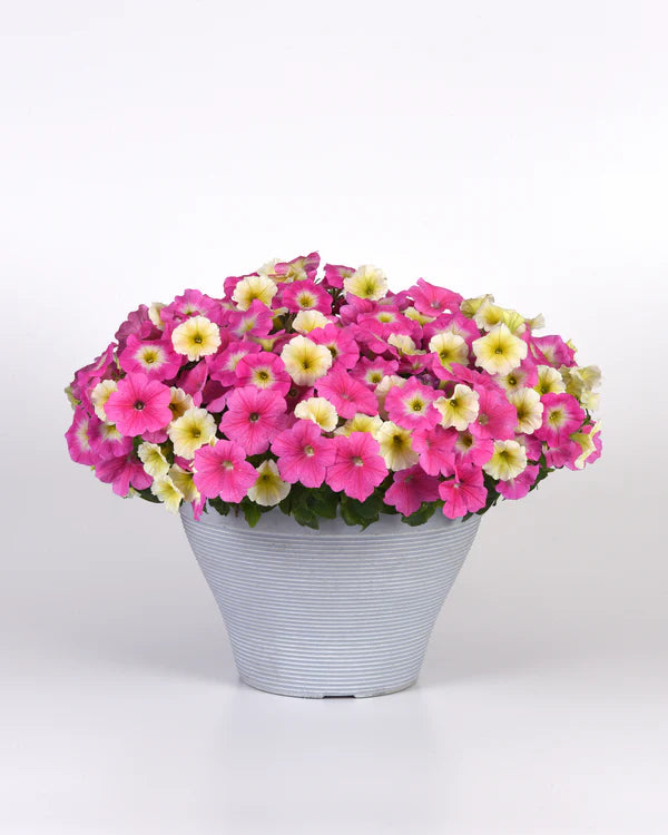 Petunia Easy Wave Series